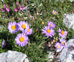 Aster